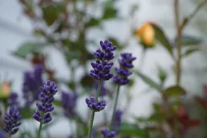 lavender flower jigsaw puzzle