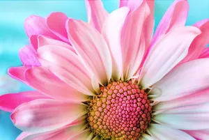 flower jigsaw puzzle