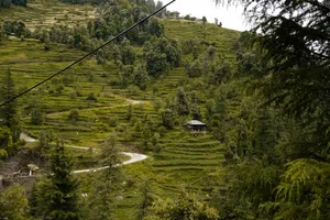 a lush green hillside covered in lots of trees jigsaw puzzle