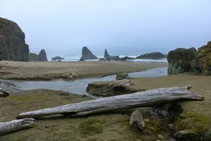 a log on a beach jigsaw puzzle