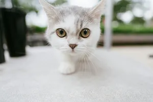 white cat on white floor jigsaw puzzle