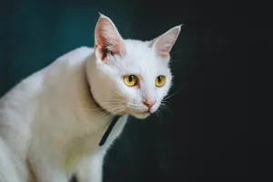 a cat with yellow eyes jigsaw puzzle