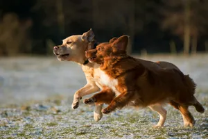 time lapse photo of two puppies running jigsaw puzzle