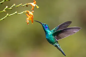 hummingbird near flower jigsaw puzzle