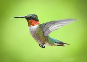 green and brown humming bird flying jigsaw puzzle