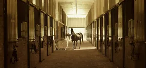 horse standing between stables jigsaw puzzle