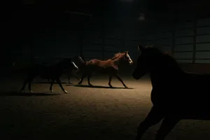a group of horses running in a barn at night jigsaw puzzle