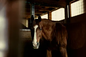 a brown horse standing inside of a barn jigsaw puzzle