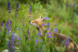 red fox surrounded with purple flowers jigsaw puzzle