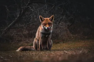fox on grass field jigsaw puzzle
