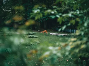 a deer in a grassy area jigsaw puzzle