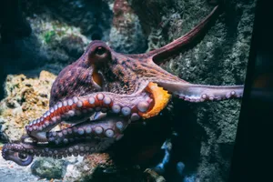 brown and black dragon in water jigsaw puzzle