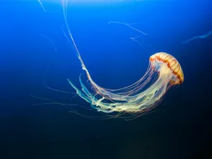photo of brown jellyfish jigsaw puzzle