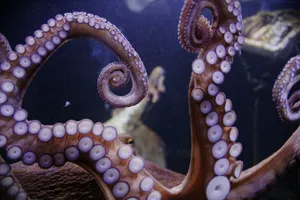 an octopus in an aquarium with other animals in the background jigsaw puzzle