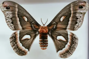a close up of a butterfly on a white background jigsaw puzzle