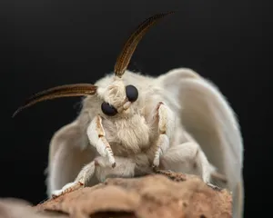 A close up of a bug on a piece of wood jigsaw puzzle