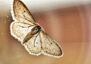shallow focus photography of brown butterfly jigsaw puzzle