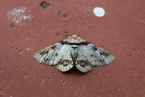white and brown butterfly on red concrete wall jigsaw puzzle