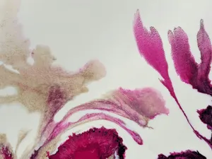 a close up of a pink flower on a white background jigsaw puzzle