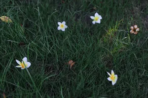 Close-up of white frangipani flowers scattered on green grass, showcasing natural beauty. jigsaw puzzle