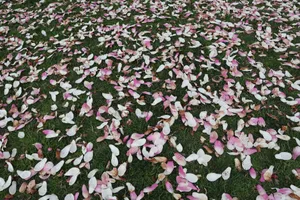 Pink flower petals scattered on lush green grass, creating a vivid and natural blanket effect. jigsaw puzzle
