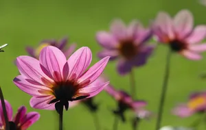 Beautiful close-up of pink daisies with green background, showcasing vibrant petals. jigsaw puzzle