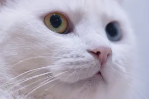 Detailed close-up of a white cat with heterochromia showing its eyes and whiskers. jigsaw puzzle