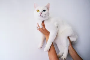 Adorable white cat with heterochromia being held indoors. Perfect pet portrait. jigsaw puzzle
