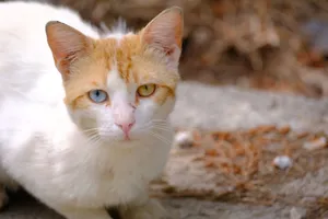 Charming portrait of a white-and-orange cat with heterochromia sitting outdoors. jigsaw puzzle