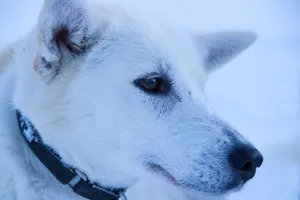 Portrait of a white dog in a snowy landscape showcasing its serene expression. jigsaw puzzle