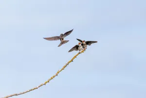 Three swallows, one in flight and two perched on a bare branch under a clear blue sky. jigsaw puzzle