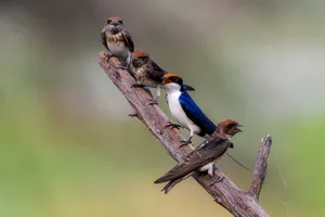 Four swallows perched on a branch showcasing vibrant plumage against a soft background. jigsaw puzzle