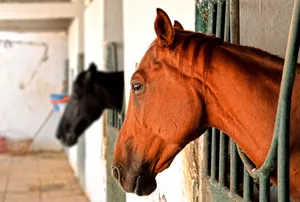 Close-up of Arabian horses in stables, highlighting rich brown coat and stable setting. jigsaw puzzle
