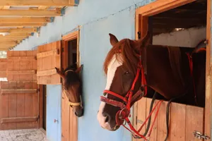 Two chestnut horses with bridles resting in wooden stable. Bright, calm setting. jigsaw puzzle