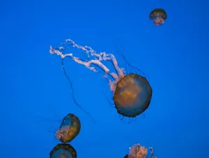 Stunning view of jellyfish swimming gracefully in blue ocean waters. jigsaw puzzle