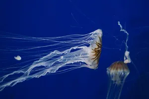 Captivating jellyfish glide gracefully in deep blue aquarium waters. jigsaw puzzle