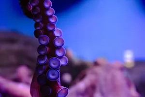 Detailed close-up of an octopus tentacle with vivid colors and textures. jigsaw puzzle