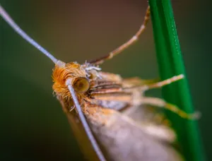 Detailed macro photograph of a moth perched on a green leaf, showcasing its intricate features. jigsaw puzzle