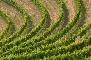 Aerial view of vibrant vineyard rows illustrating growth and nature in a rural setting. jigsaw puzzle