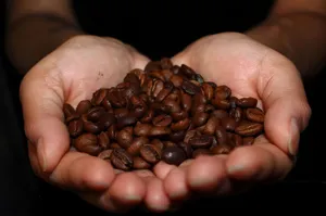 Close-up of hands holding fresh brown coffee beans against a dark background. jigsaw puzzle