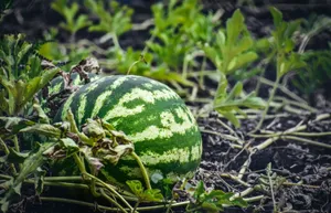 Big organic sweet watermelon ripening on verdant lush plantation in sunny summer farmland jigsaw puzzle