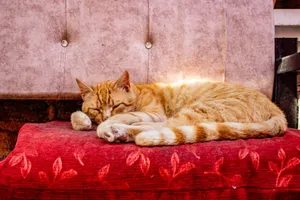 A cozy orange tabby cat rests peacefully on a red patterned cushion indoors. jigsaw puzzle