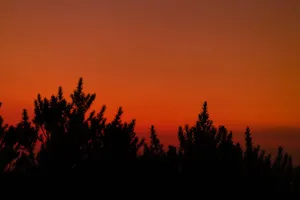Silhouetted trees against a red sunset sky create a dramatic natural scene. jigsaw puzzle