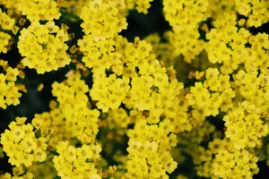 Close-up of vibrant yellow flowers in full bloom, capturing their vivid color and detailed texture. jigsaw puzzle