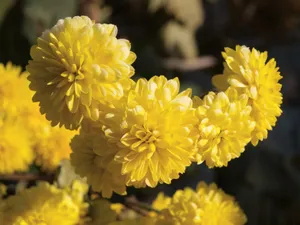 Close-up photo of yellow chrysanthemum flowers in full bloom under sunlight, showcasing intricate petal details. jigsaw puzzle