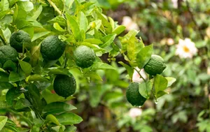 Close-up of green limes growing on a branch in a vibrant garden setting. jigsaw puzzle