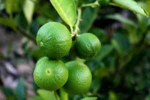 Close-up of ripe green limes growing on a tree branch with vibrant leaves. jigsaw puzzle