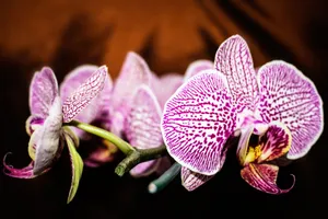Close-up of a vibrant purple Phalaenopsis orchid with detailed petals, showcasing nature's beauty. jigsaw puzzle