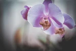 Close-up of a delicate purple Phalaenopsis orchid, showcasing its beauty and intricate petals. jigsaw puzzle