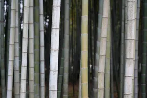 bamboo jigsaw puzzle